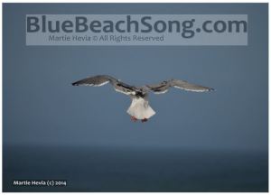 Seagull Leaves - BlueBeachSong.com - WM
